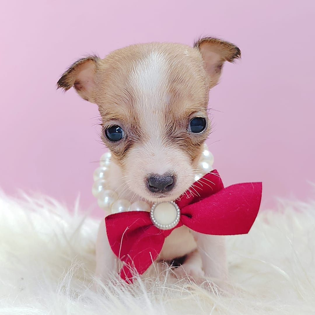 Jack Russell Terrier 杰克罗素梗