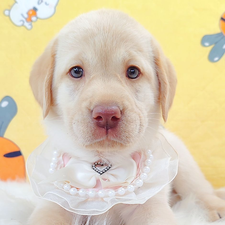 Labrador Retriever 拉布拉多