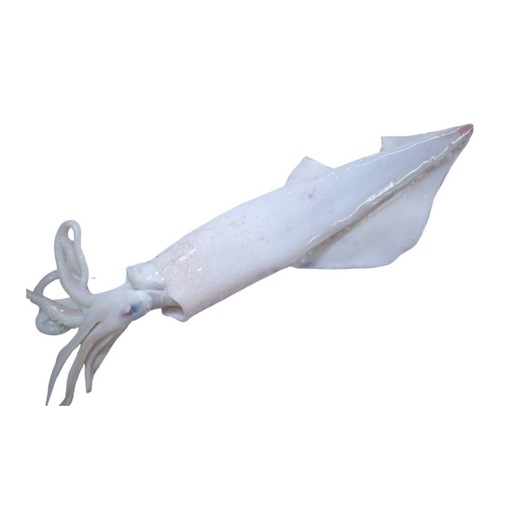 Squid (Big Size) 10 Inches