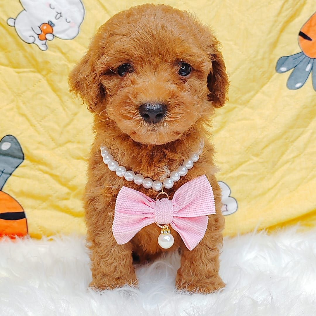 Poodle 娉拌开璐靛