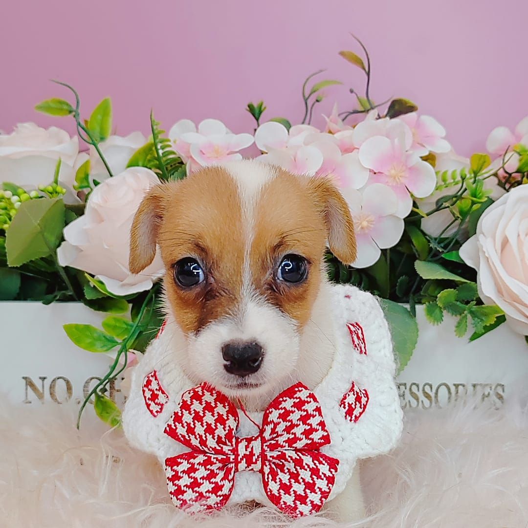 Jack Russell Terrier 杰克罗素梗