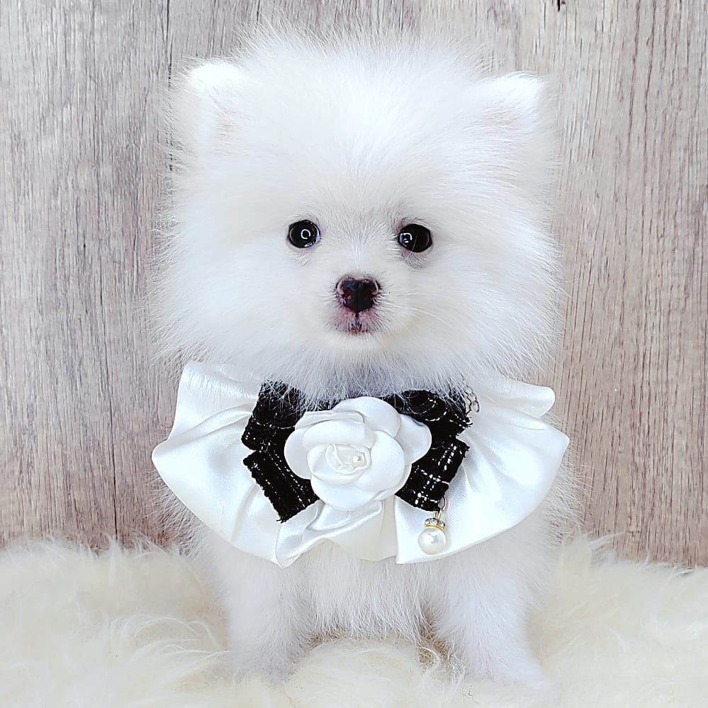 Pomeranian 博美