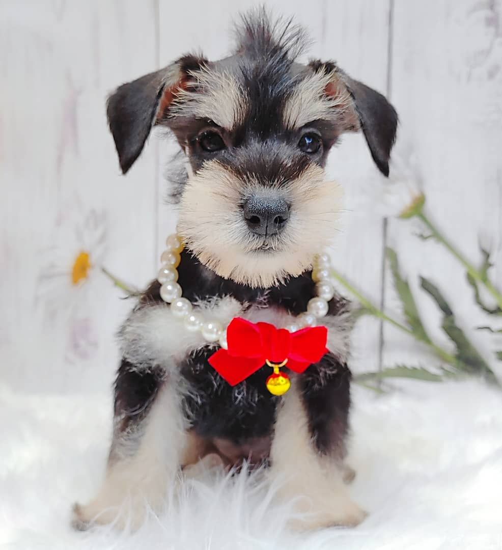 Schnauzer 雪纳瑞