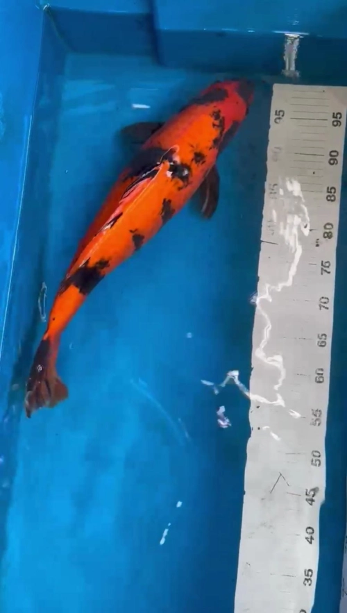 Genuine Japan Koi Hi Utsuri 50cm from SHINODA Farm with CERT - IPOH WAGYU & SEAFOOD