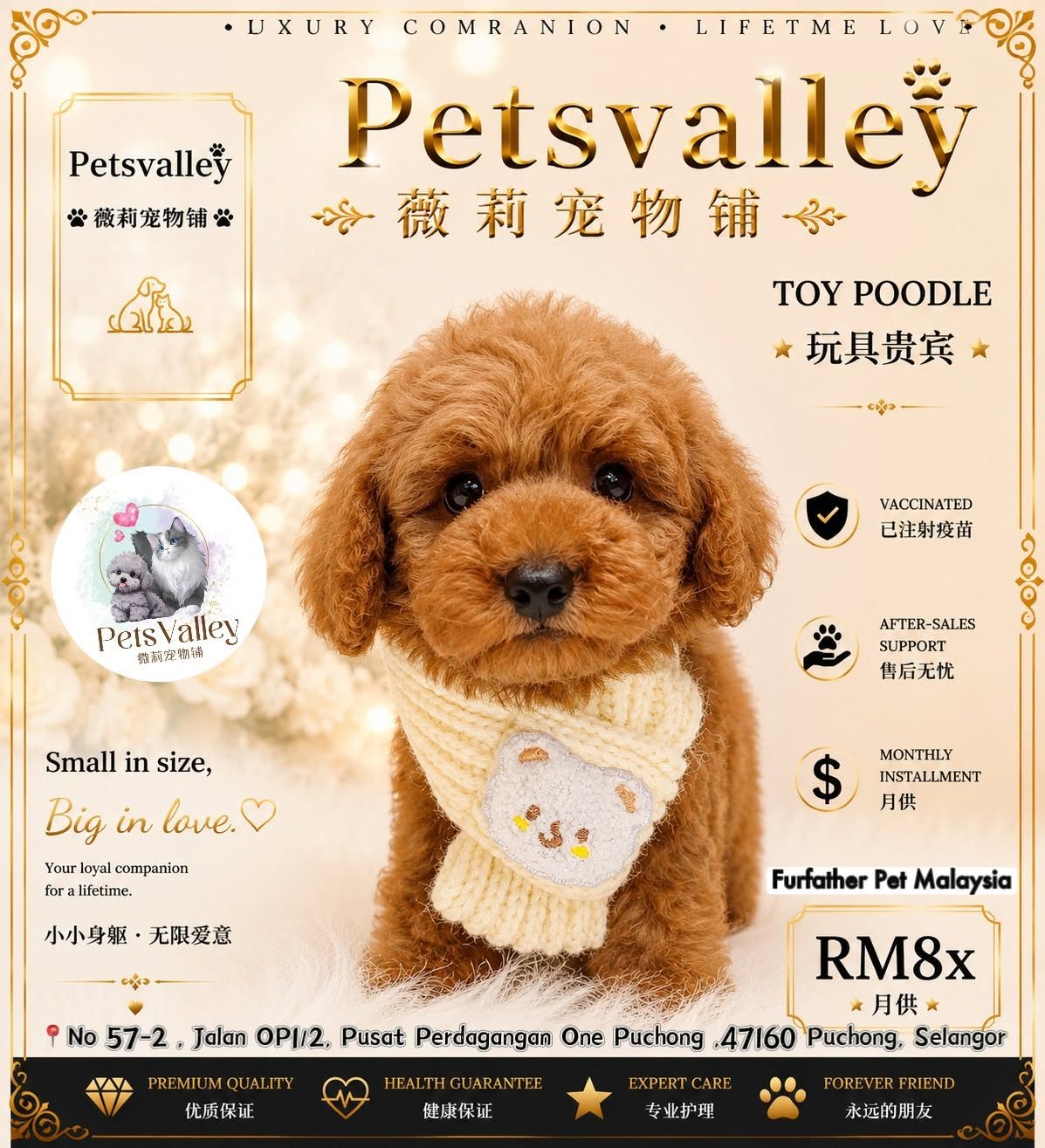 Poodle 娉拌开璐靛