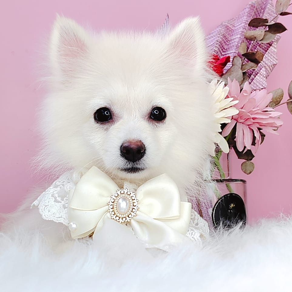 Pomsky 博士奇