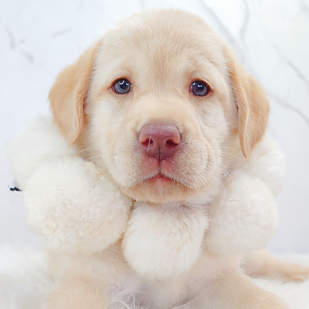 Labrador Retriever 拉布拉多