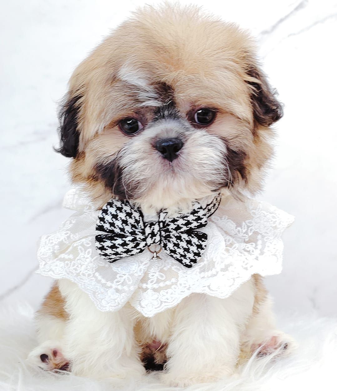 Shih Tzu 西施