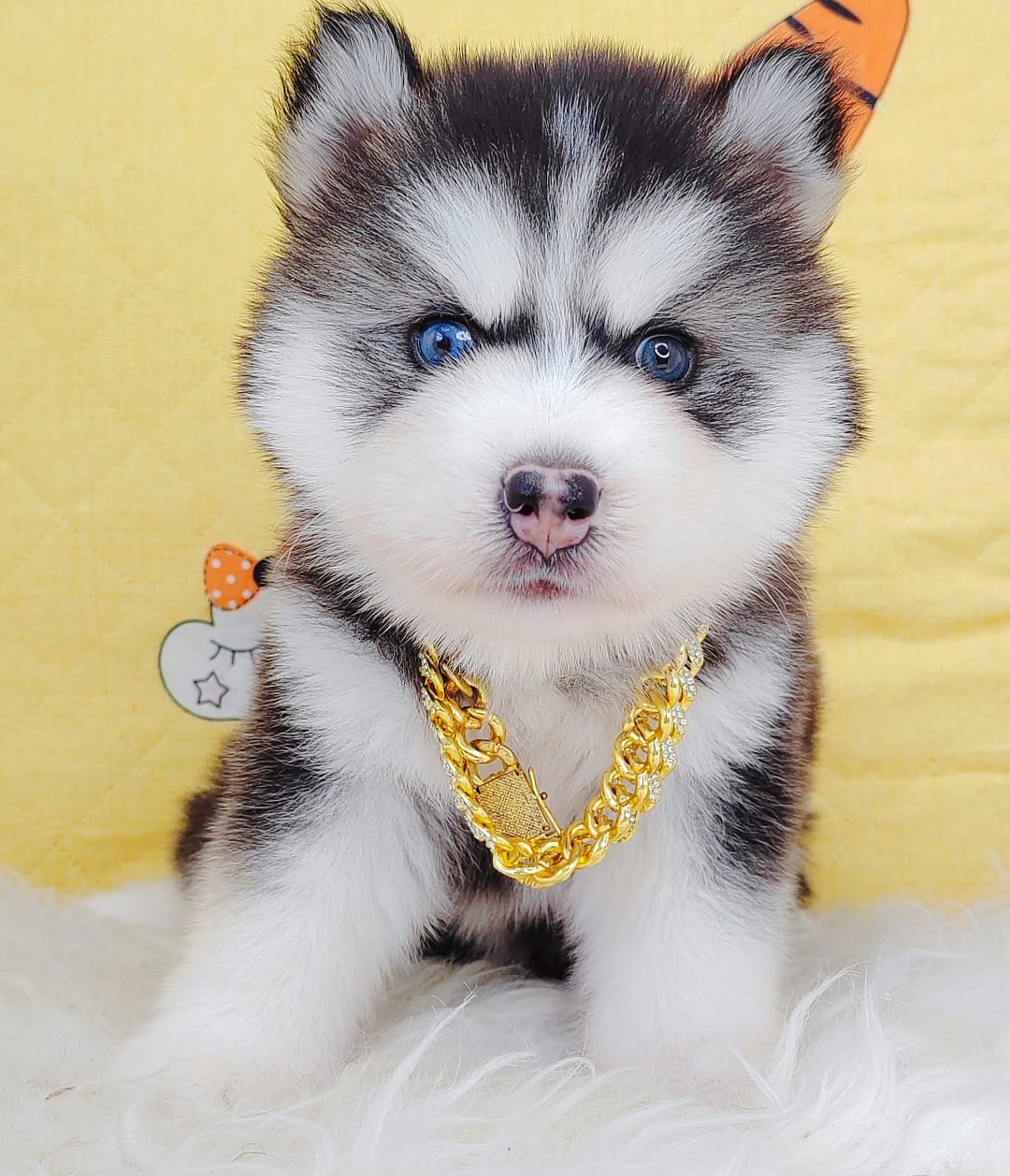 Wooly Alaskan 长毛哈士奇