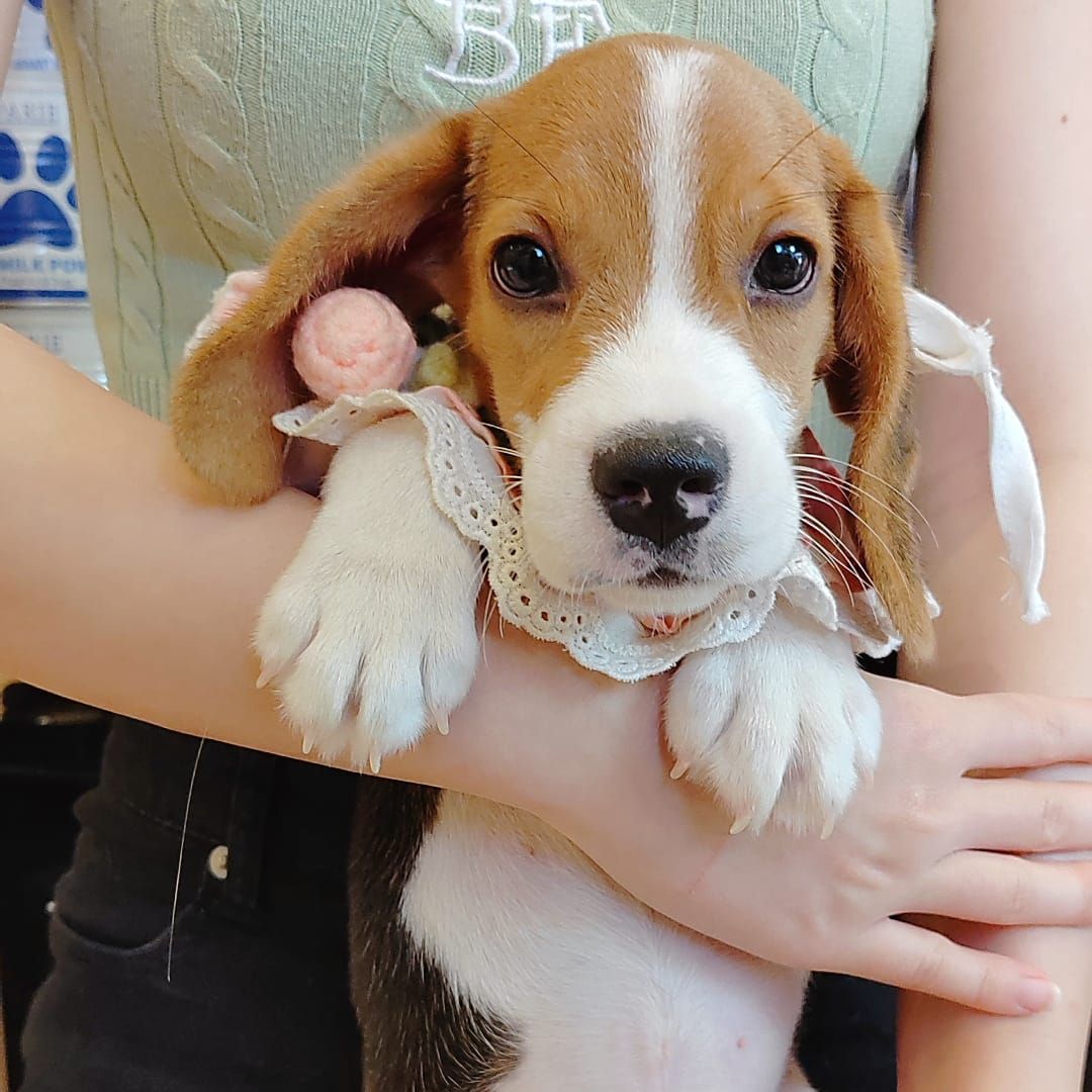 Beagle 米格鲁