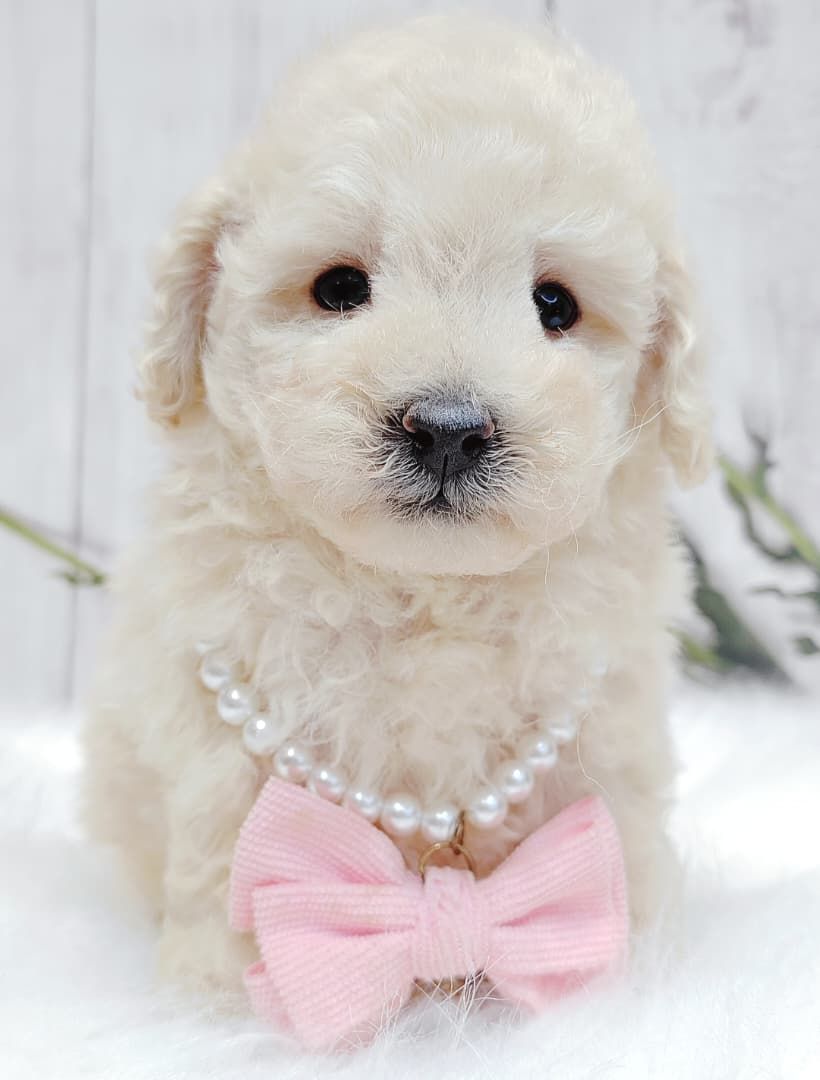 Maltipoo 马尔泰迪