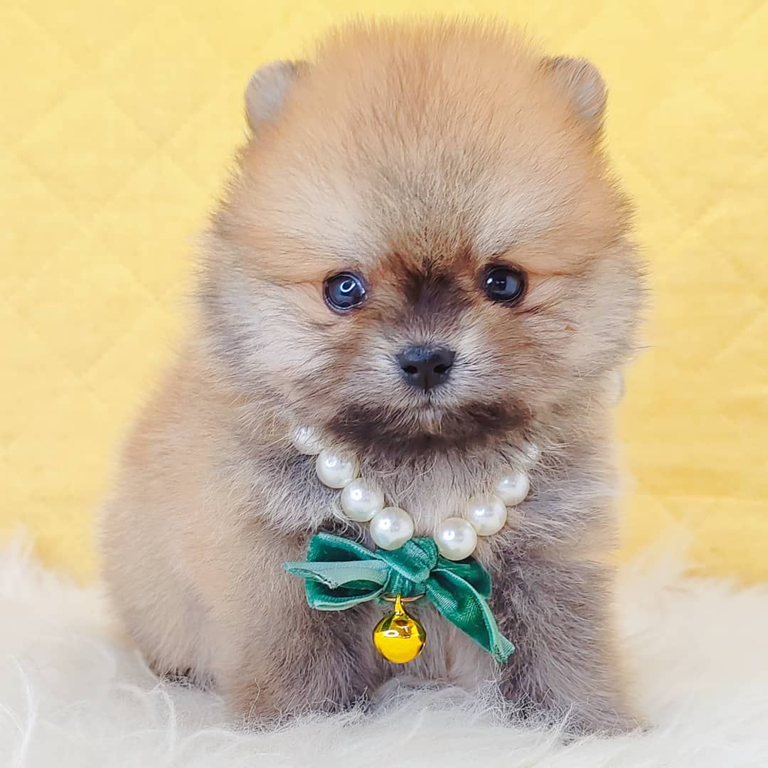 Pomeranian 博美
