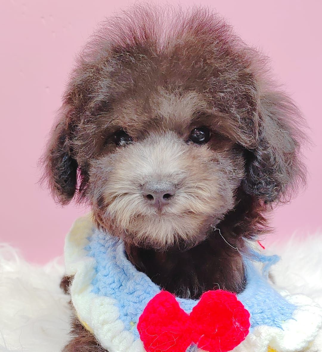 Poodle 娉拌开璐靛