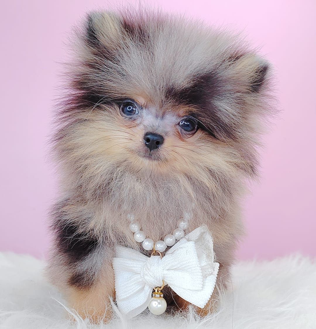 Pomeranian 博美