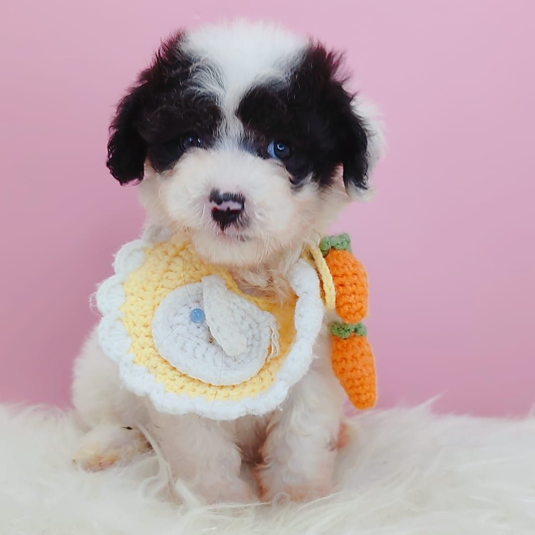 Maltipoo 马尔泰迪