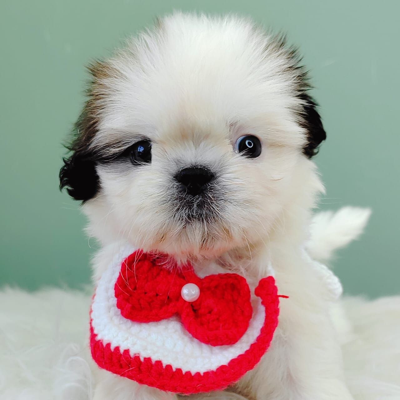 Shih Tzu 西施