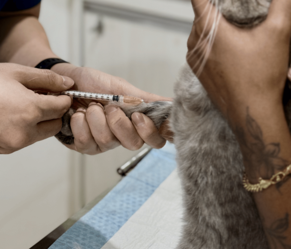 In-House Blood Testing (Idexx)