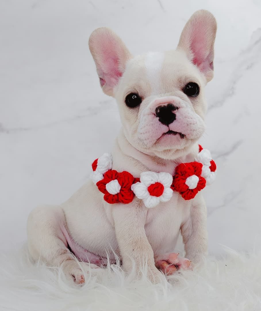 French Bulldog 法斗