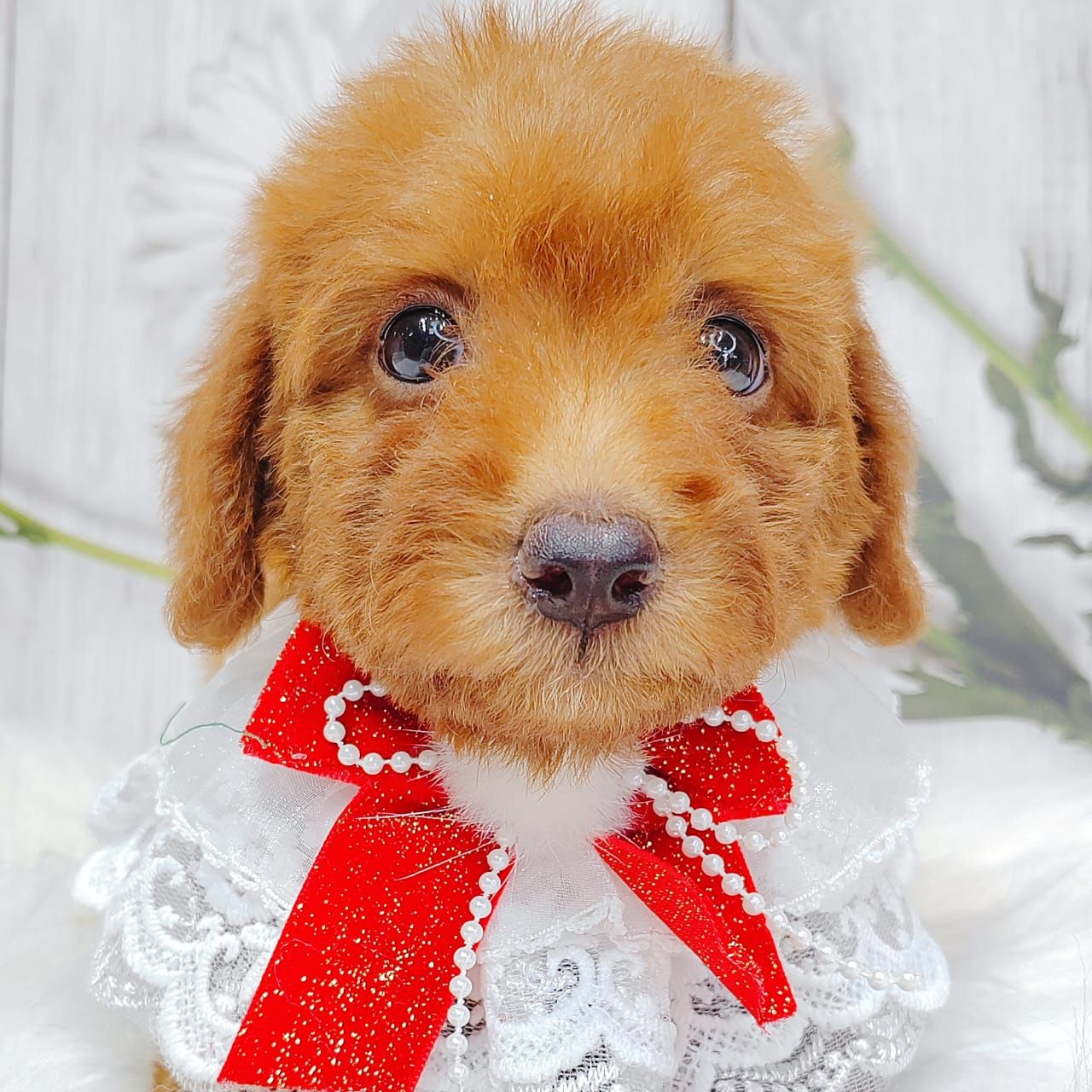 Maltipoo 马尔泰迪