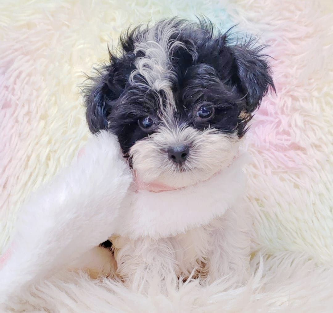 Maltipoo 马尔泰迪