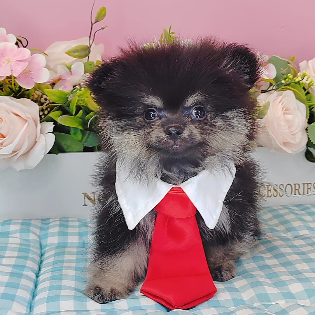 Pomeranian 博美