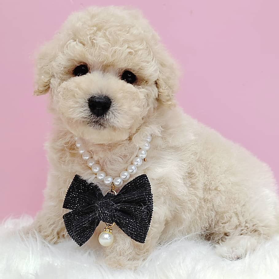 Maltipoo 马尔泰迪