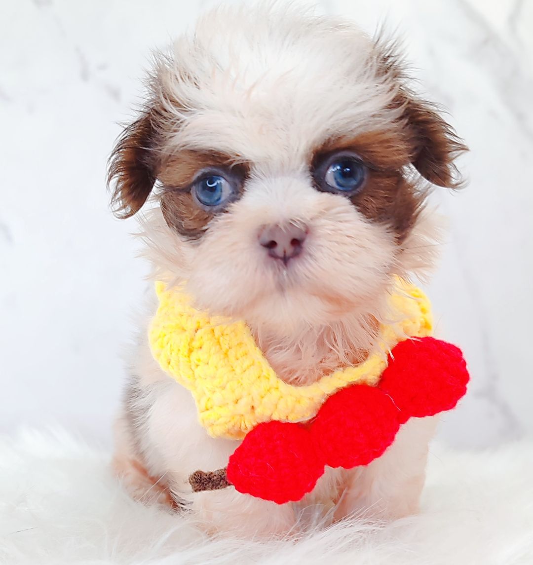 Shih Tzu 西施