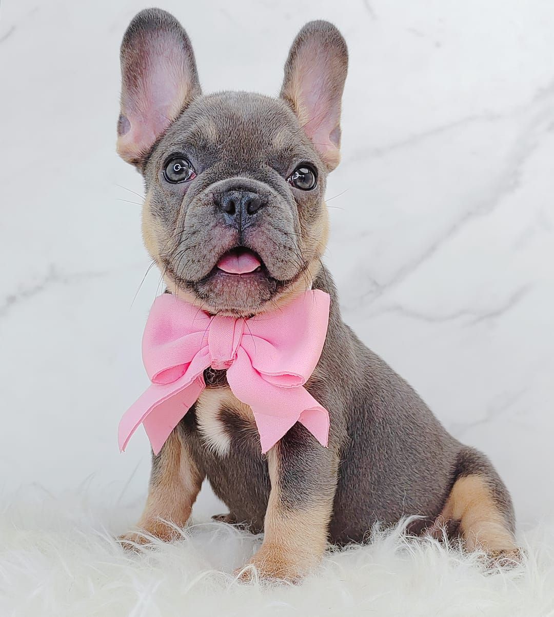 French Bulldog 法斗