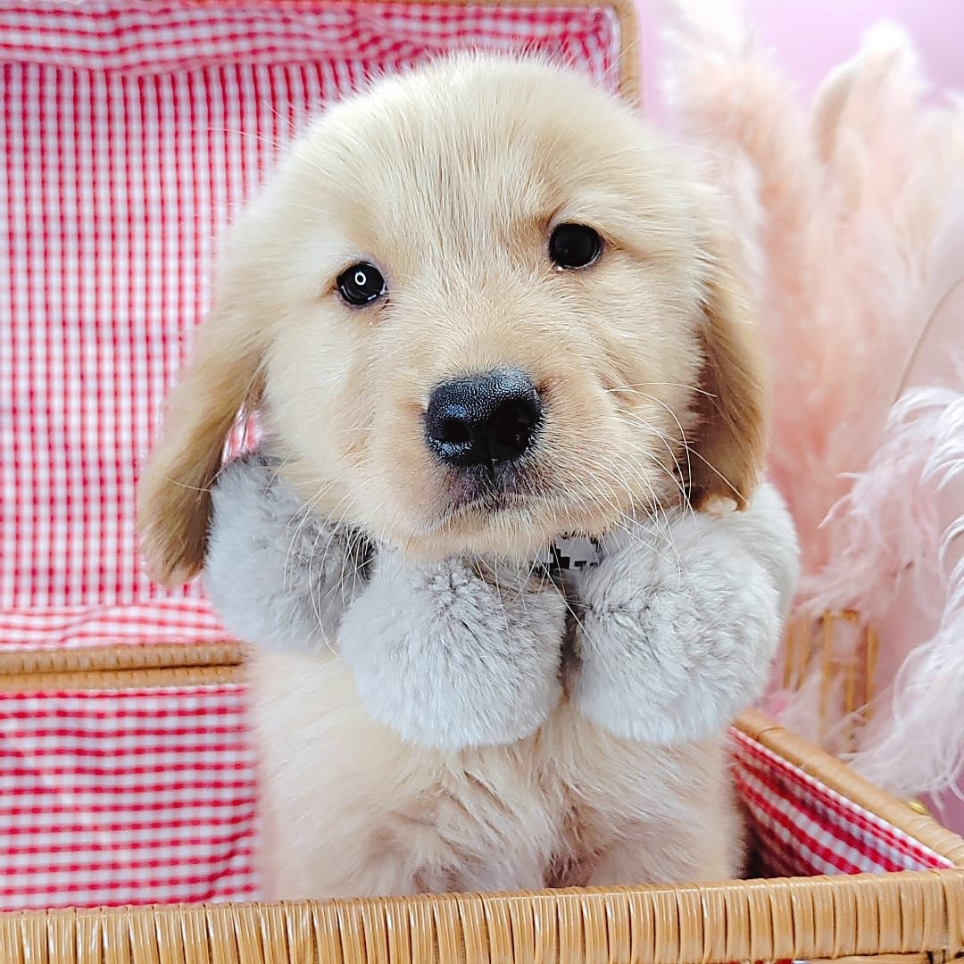 Golden Retriever 黄金猎犬