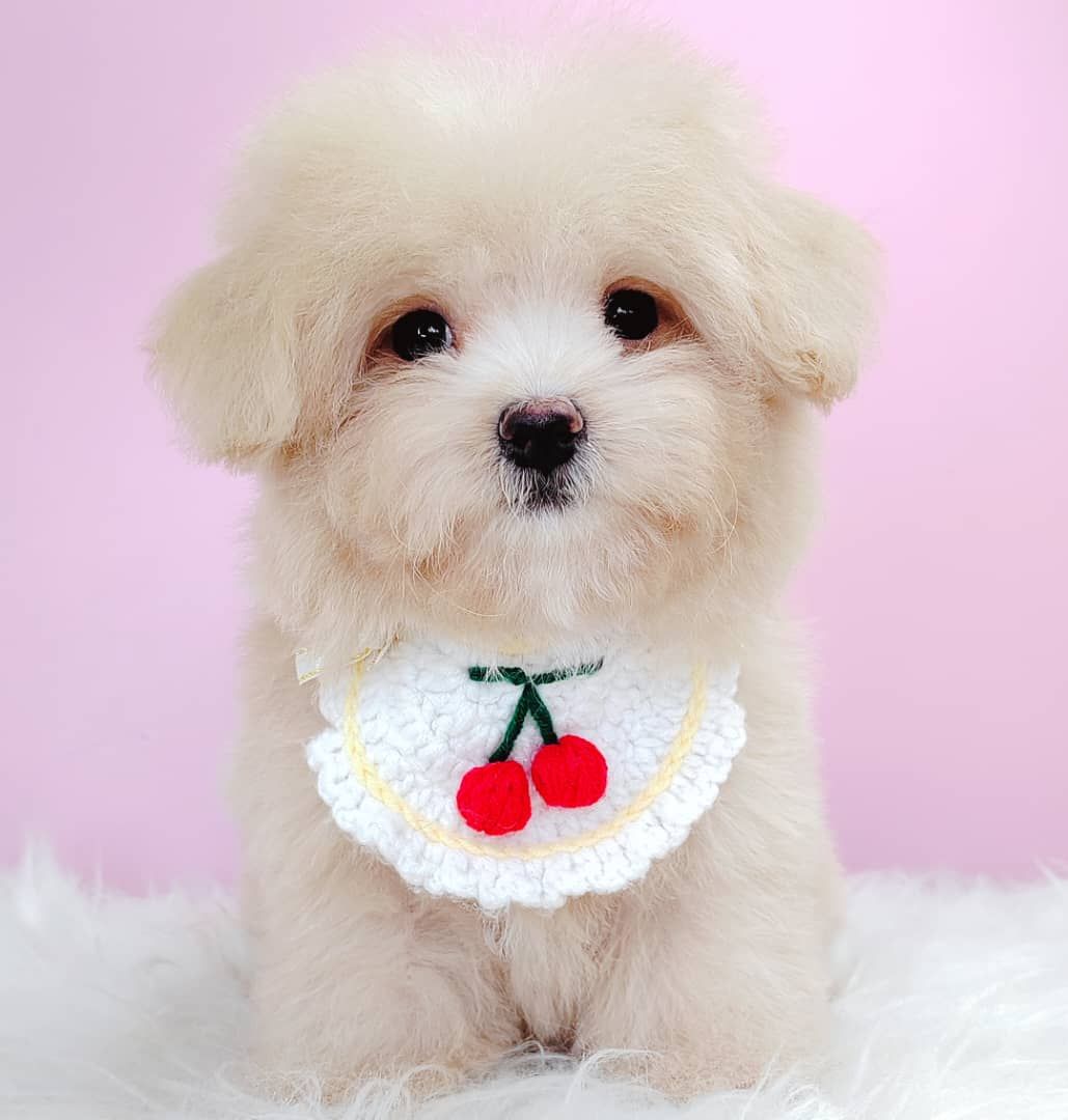 Maltipoo 马尔泰迪