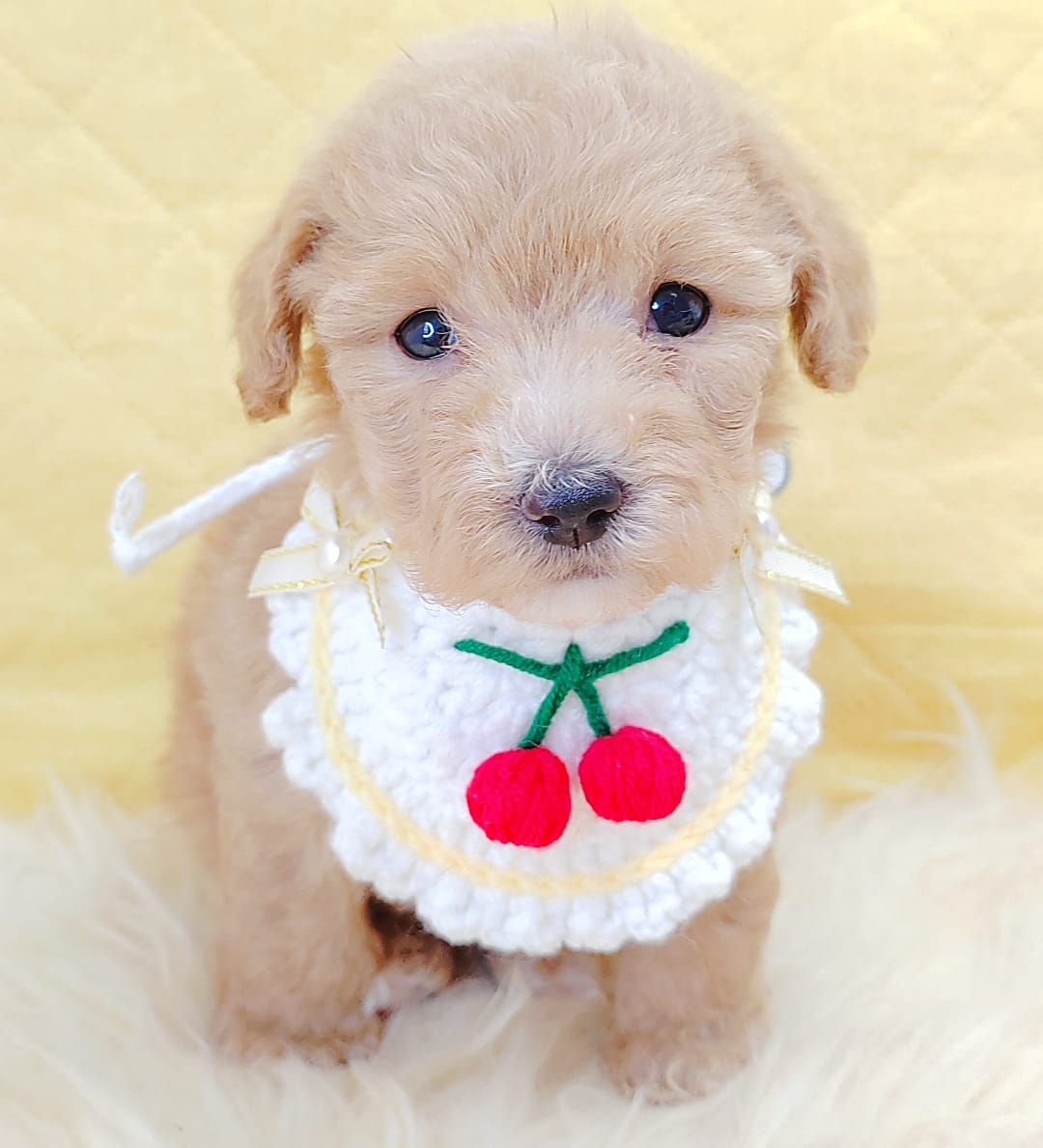 Poodle 娉拌开璐靛