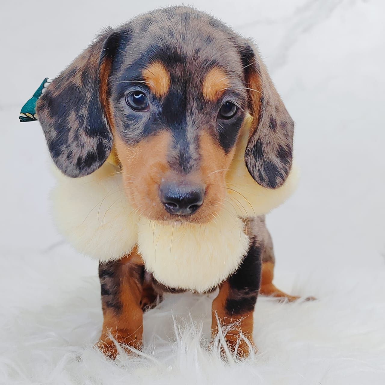 Dachshund 腊肠狗