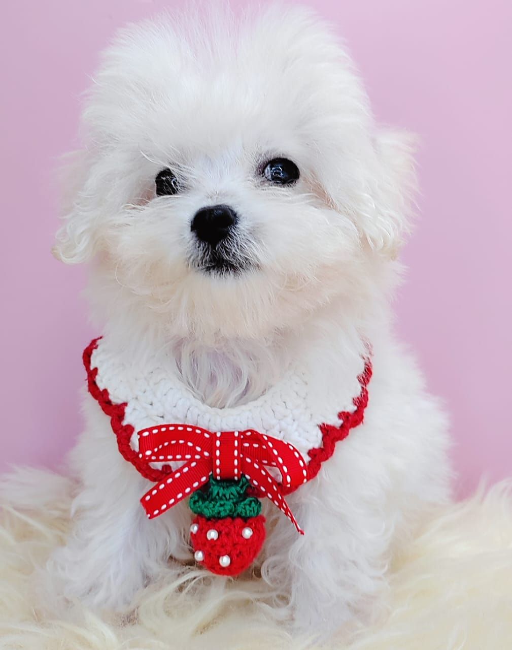  Bichon Frise 比熊