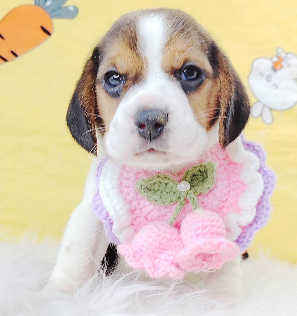 Beagle 米格鲁