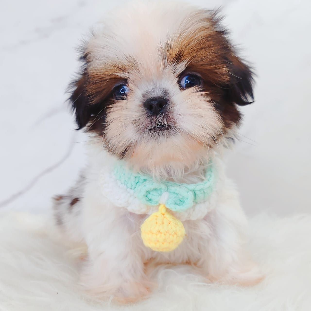 Shih Tzu 西施