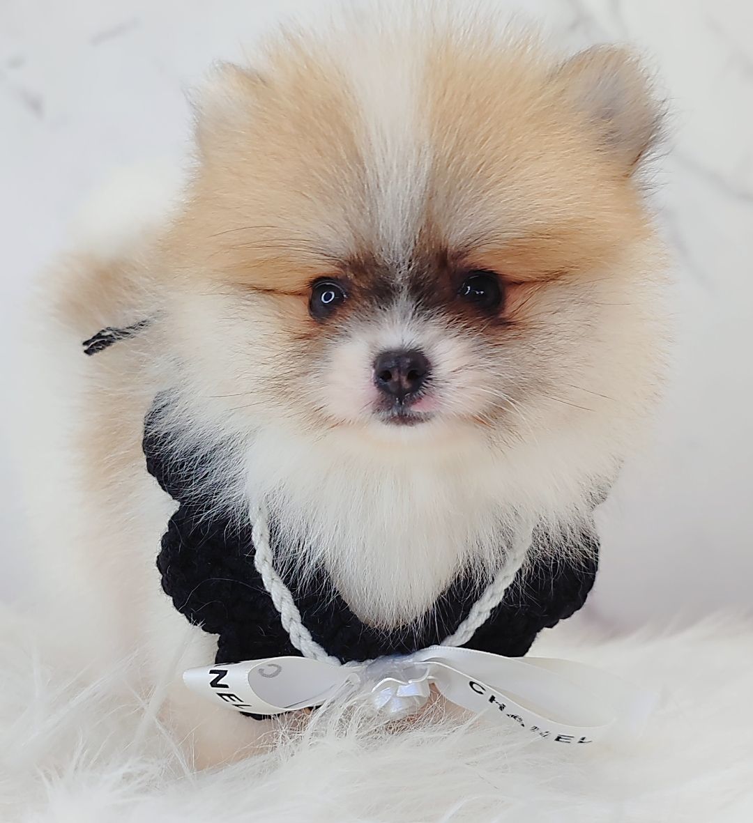 Pomeranian 博美