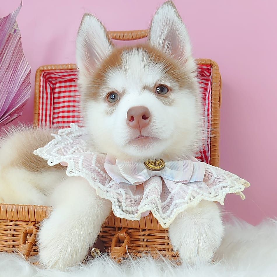 Alaskan Husky 阿拉斯加哈士奇
