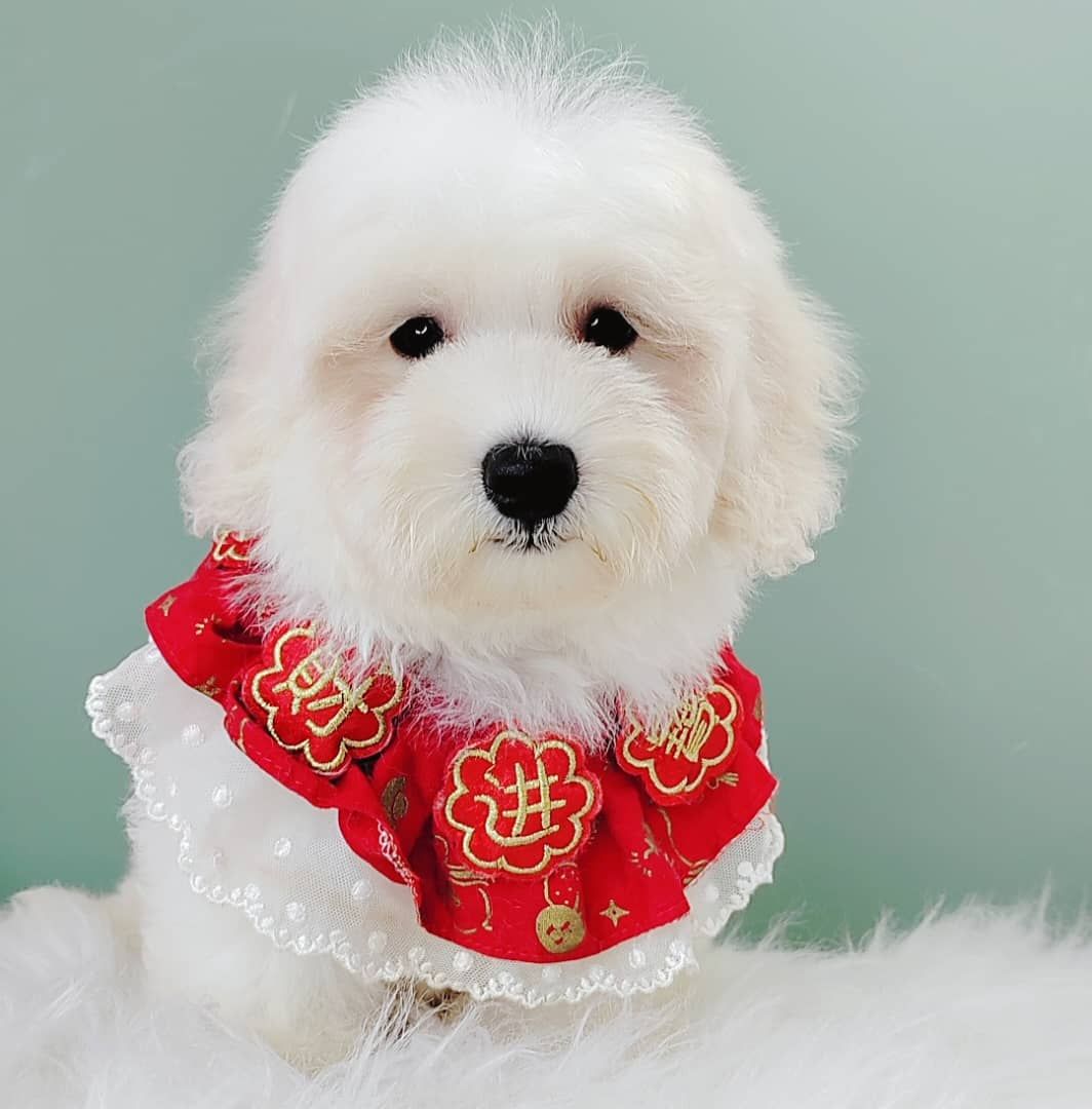 Maltipoo 马尔泰迪
