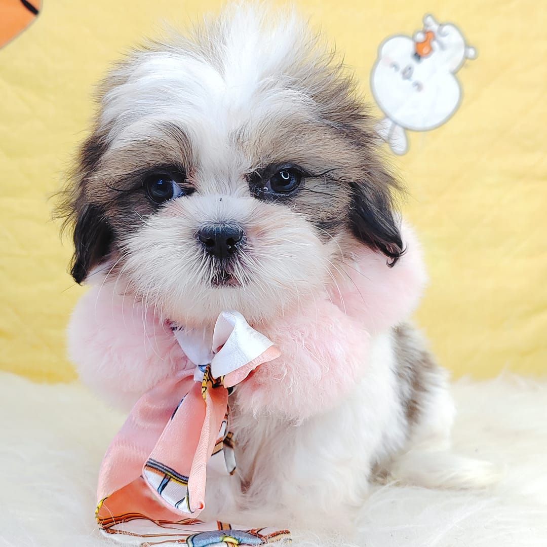 Shih Tzu 西施