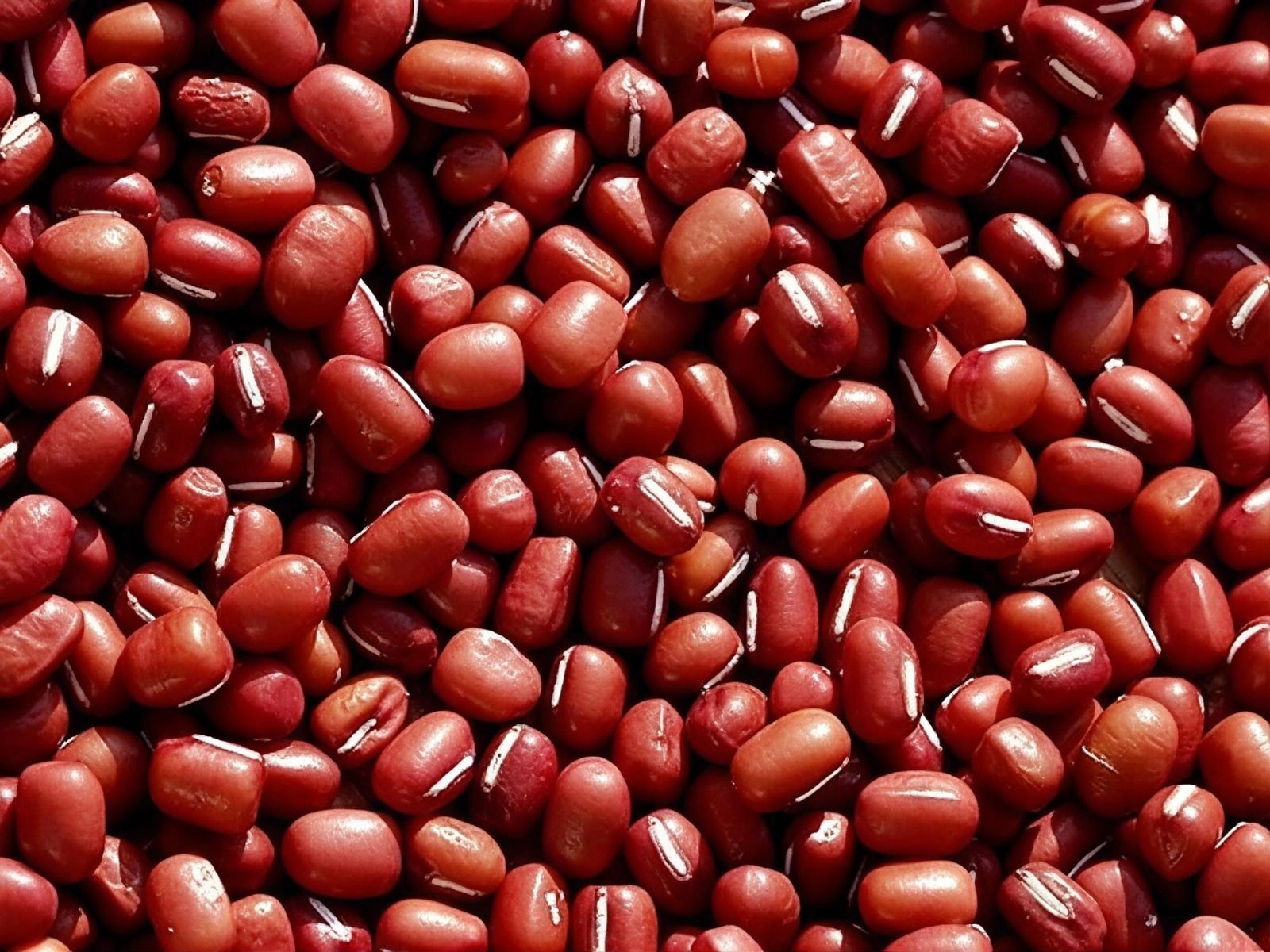 Kacang Merah 红豆