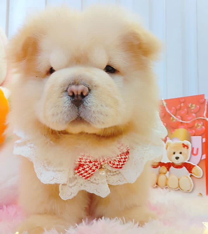 Chow Chow 松狮犬