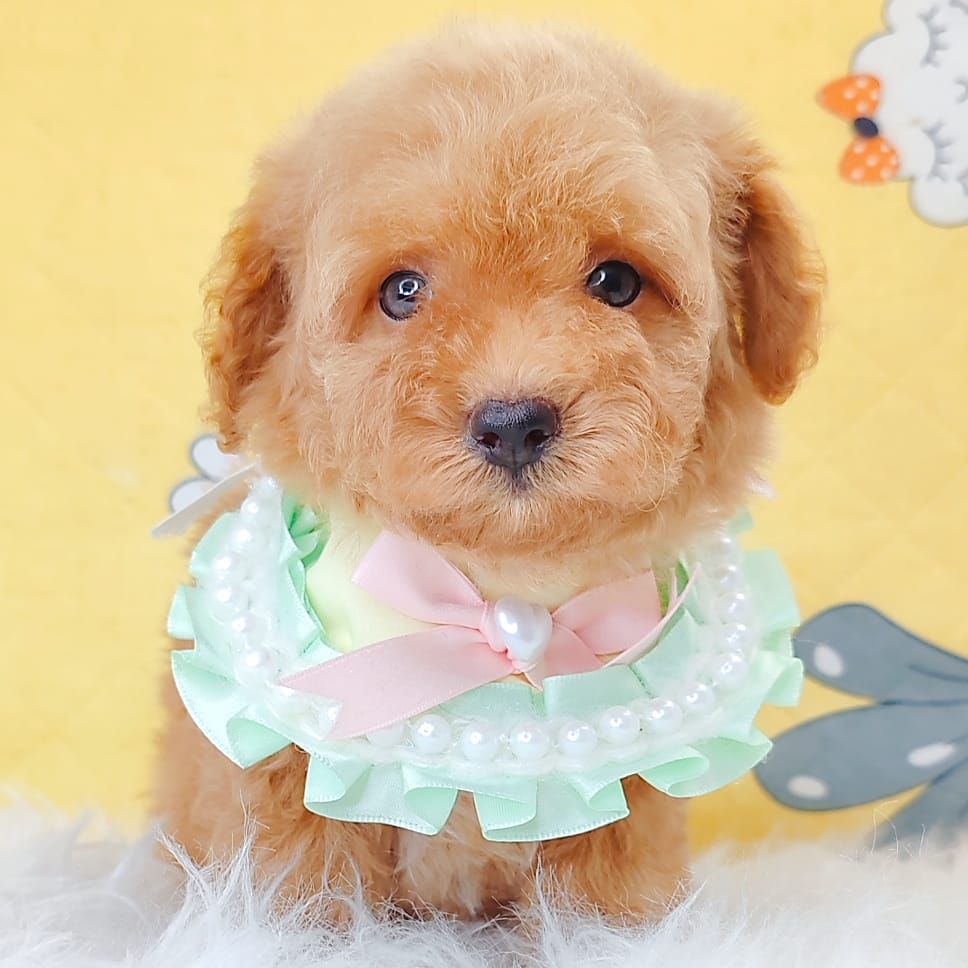 Maltipoo 马尔泰迪