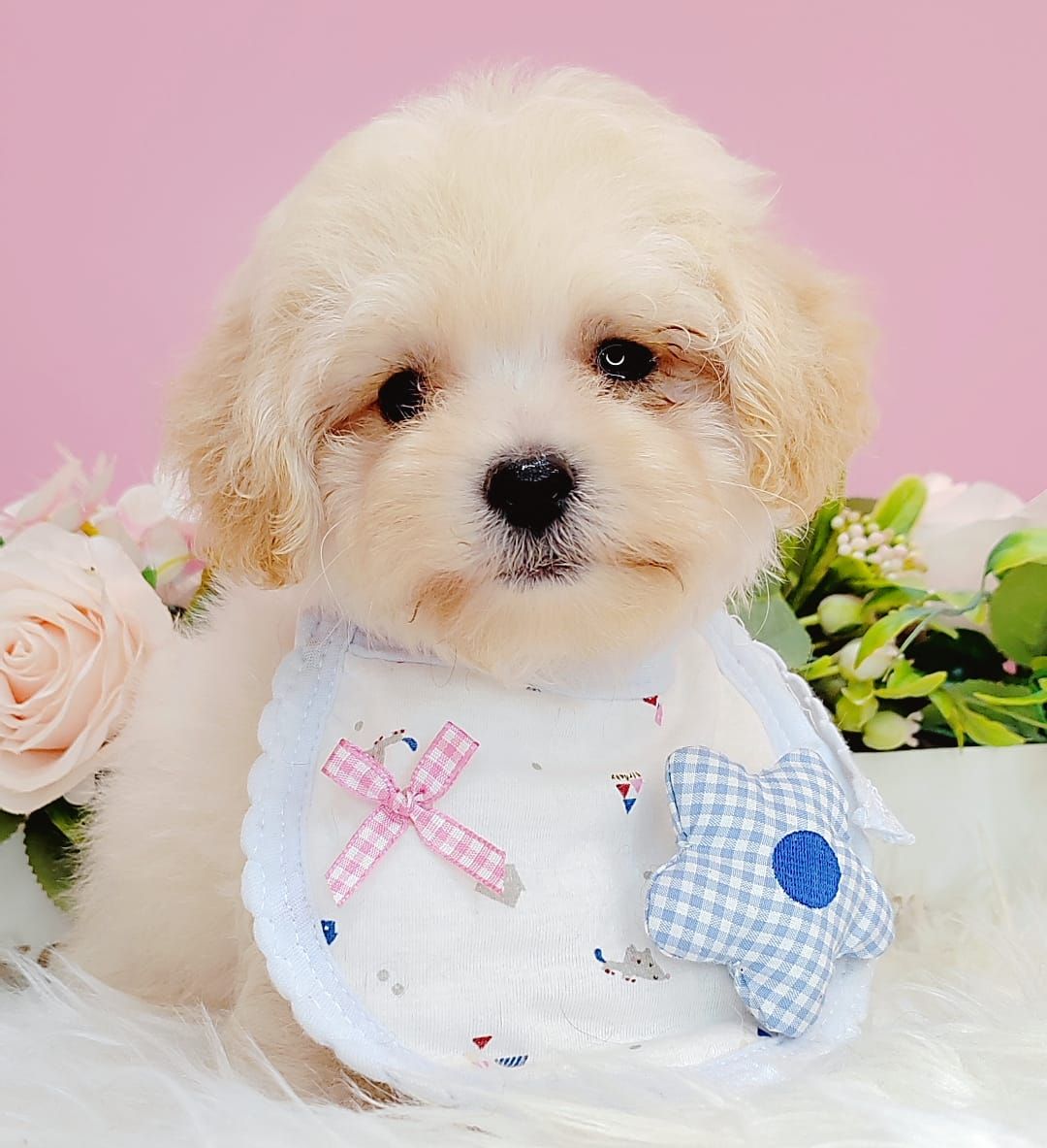 Poodle 娉拌开璐靛