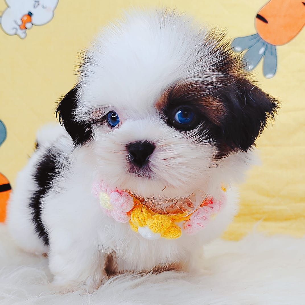 Shih Tzu 西施