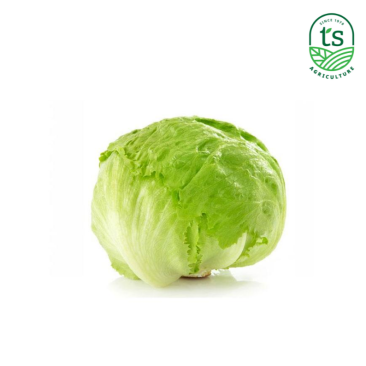 Iceberg Lettuce 玻璃生菜 10kg/ctn