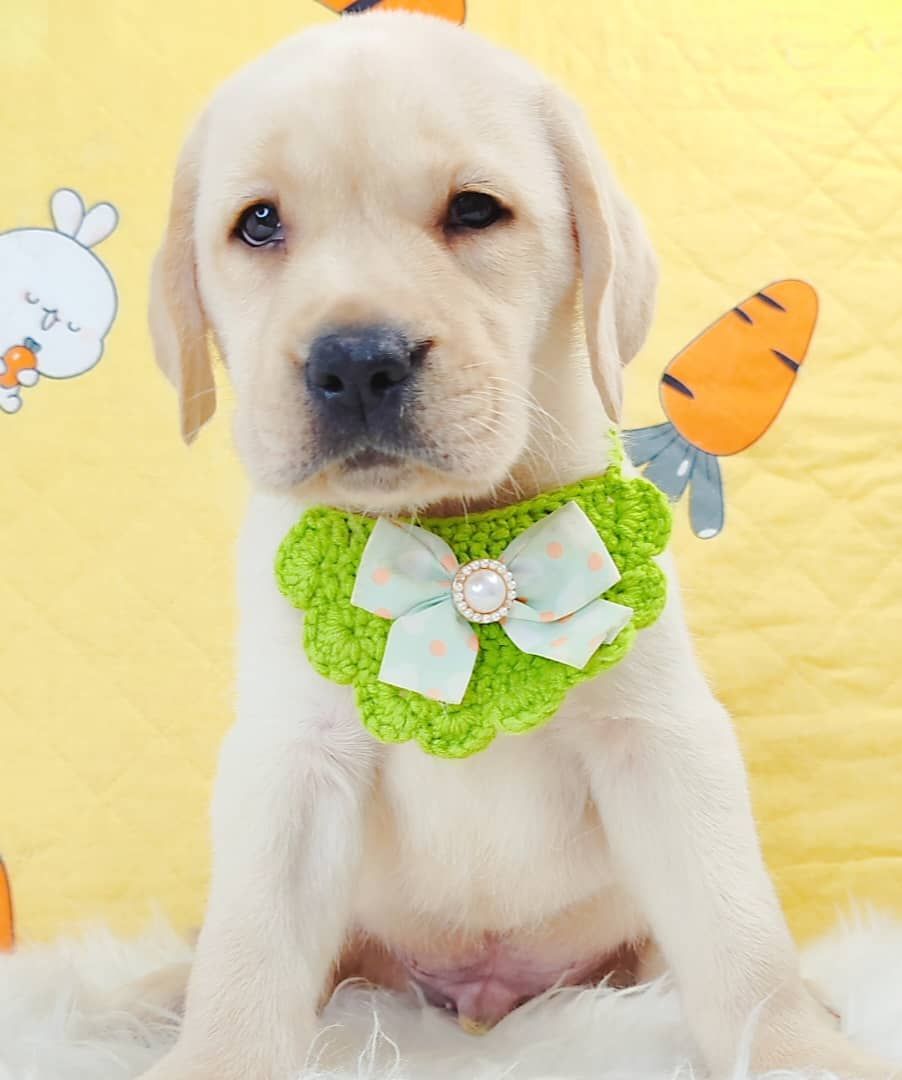 Labrador Retriever 拉布拉多