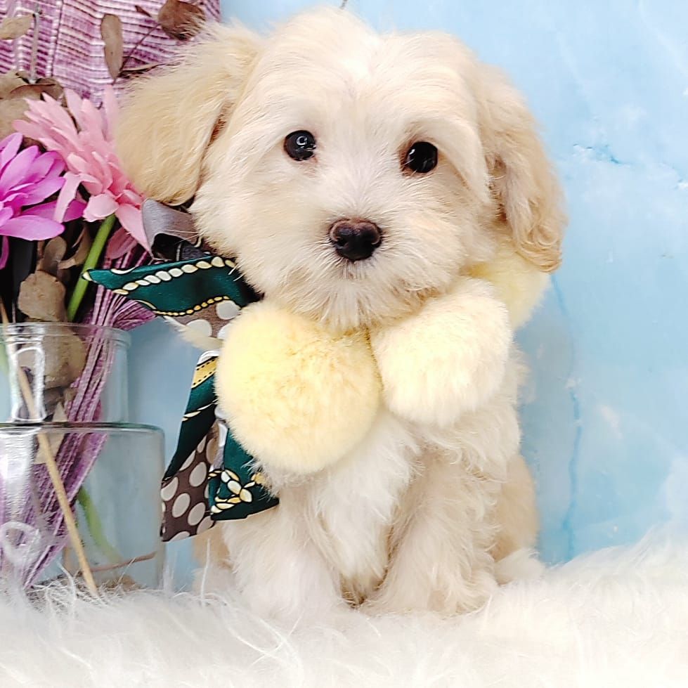 Maltipoo 马尔泰迪