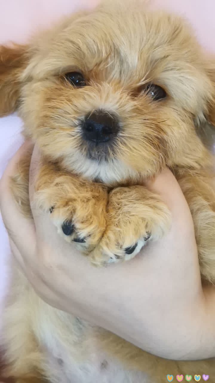 Maltipoo 马尔泰迪