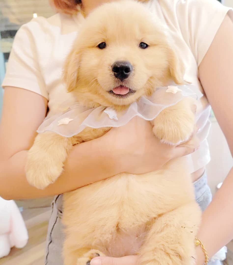 Golden Retriever 黄金猎犬