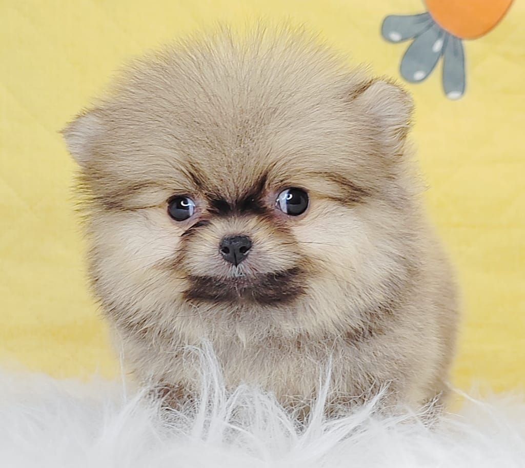 Pomeranian 博美